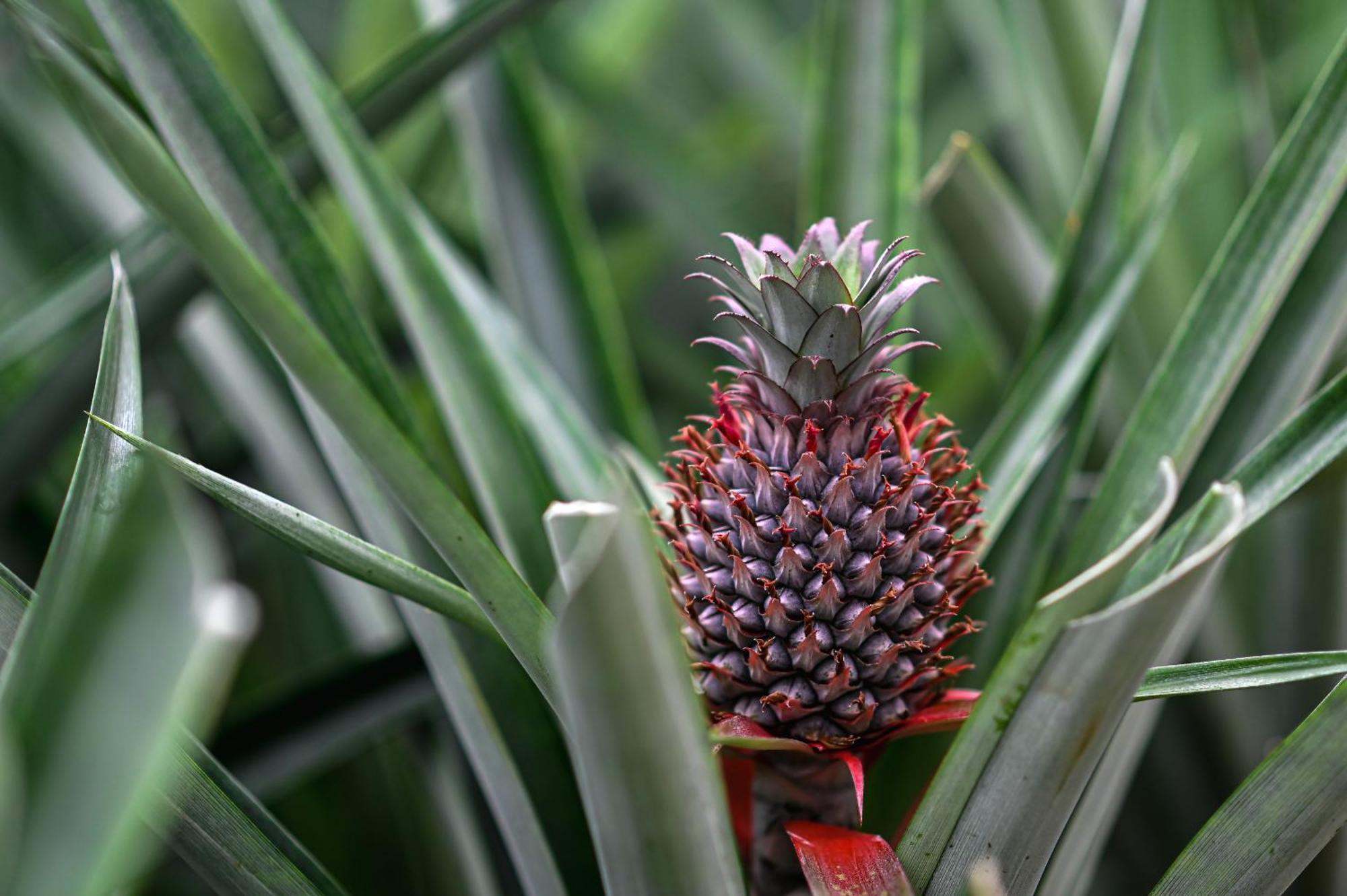 Pineapple Studio Понта-Делгада Экстерьер фото