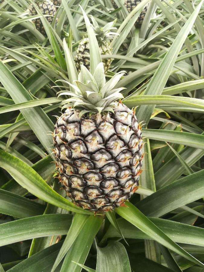 Pineapple Studio Понта-Делгада Экстерьер фото