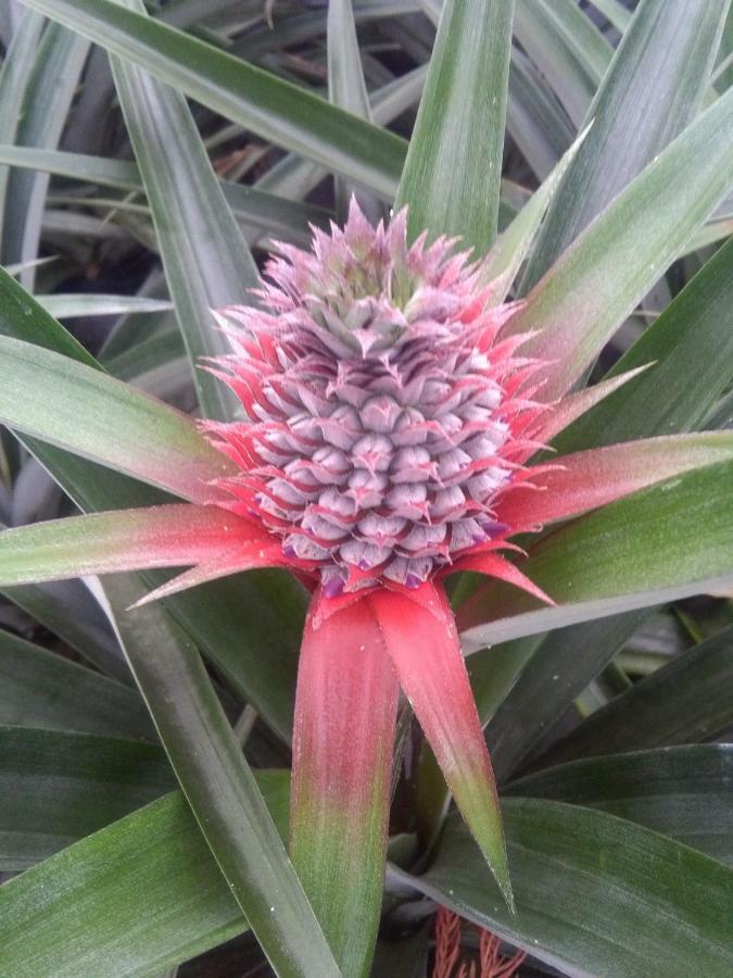 Pineapple Studio Понта-Делгада Экстерьер фото